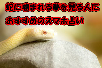 蛇に噛まれた夢を夢占いで診断してみたら