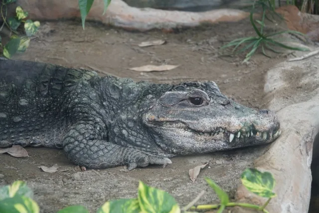 ワニに追いかけられる夢の意味は？心理と夢占いで解説